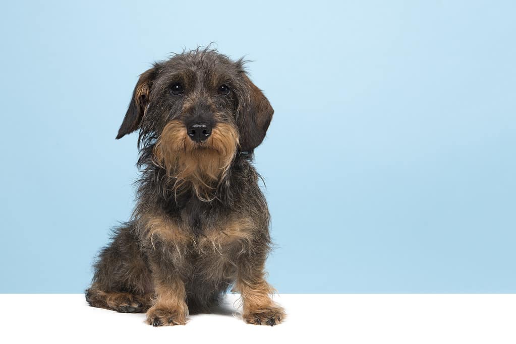 Sitting wirehaired Dachshund looking at the camera  on a blue background and a white underground with copy space