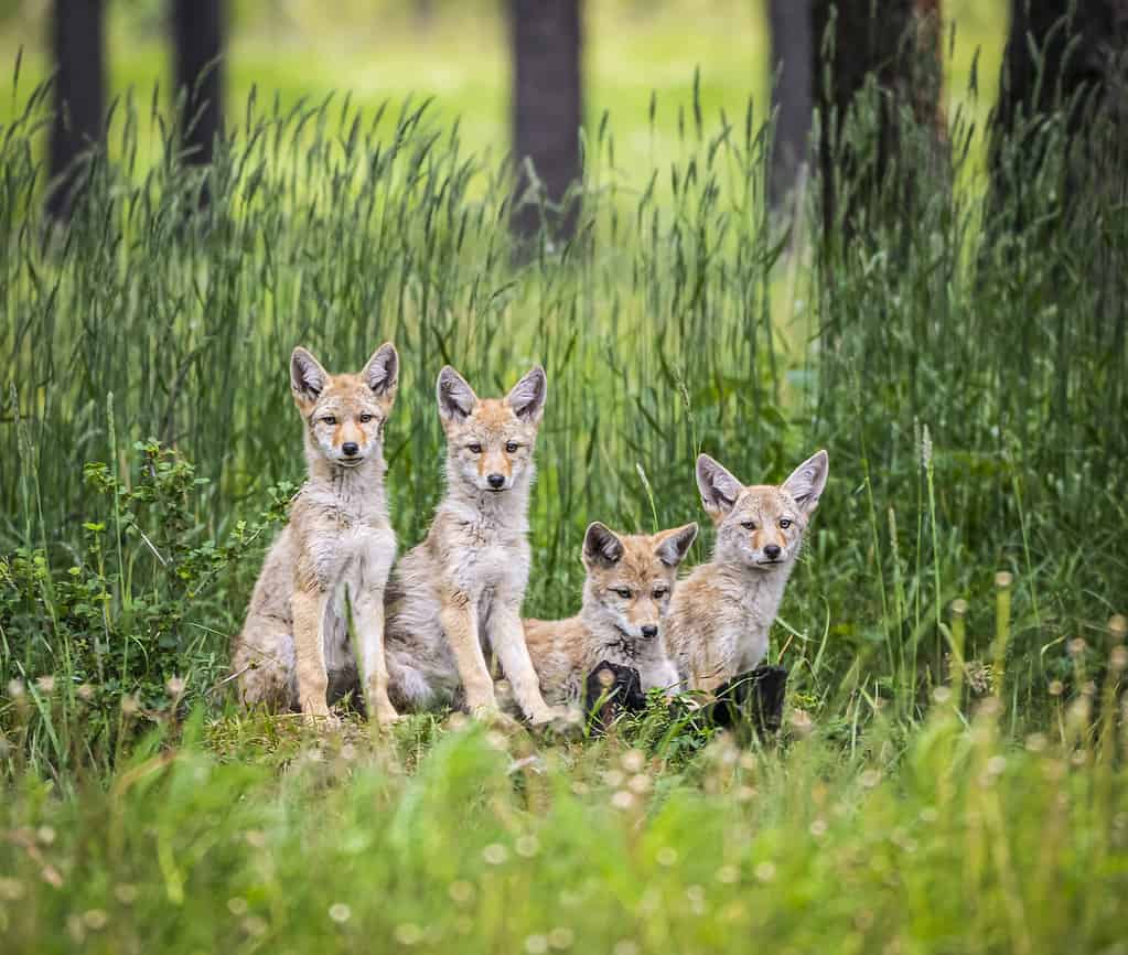 Coyote puppies in Canmore, Alberta