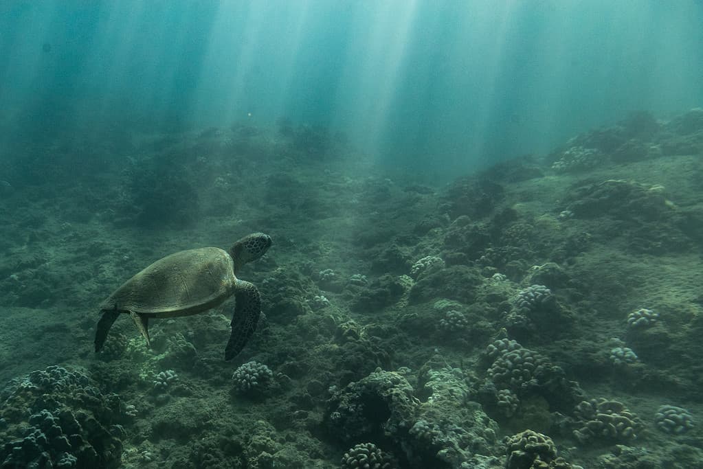 light streaks beaming down on sea turtle swimming on oahu ocean floor