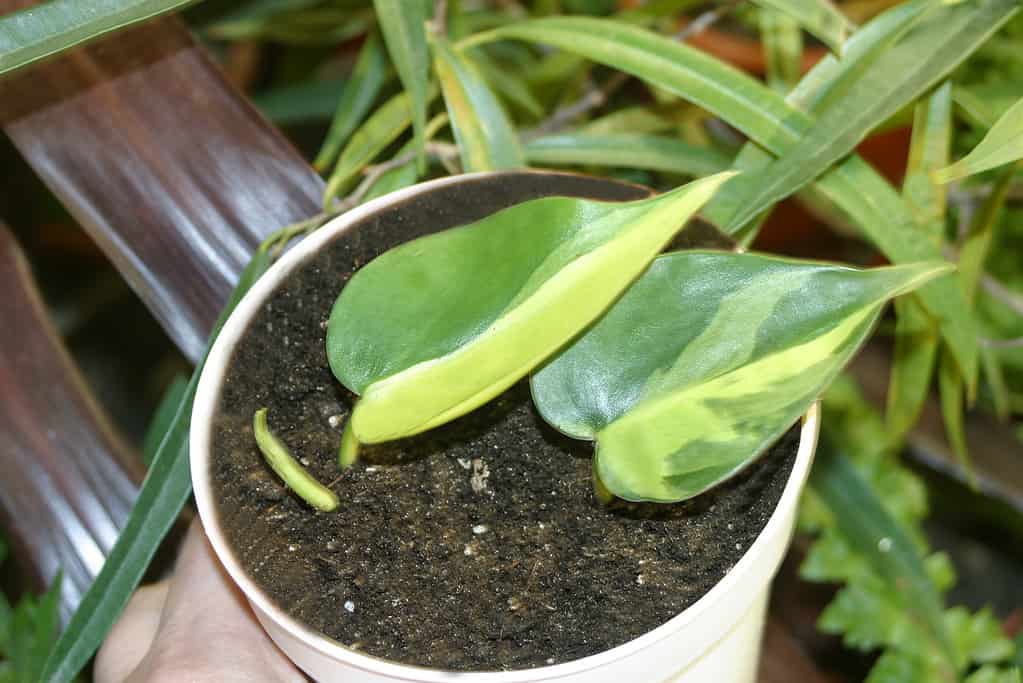 Philodendron hederaceum "Brasil" is a classic Heartleaf Philodendron with variegated leaves, with strokes of yellow and lime green across the deep green foliage potted house plant.