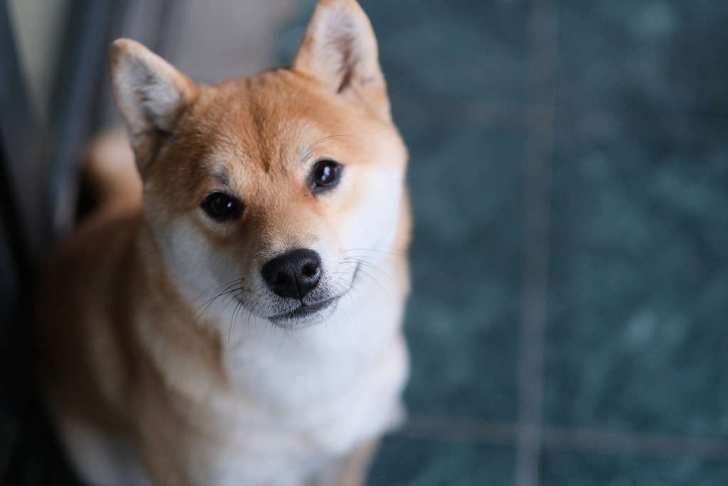 one quiet Shiba Inu dog looking at camera