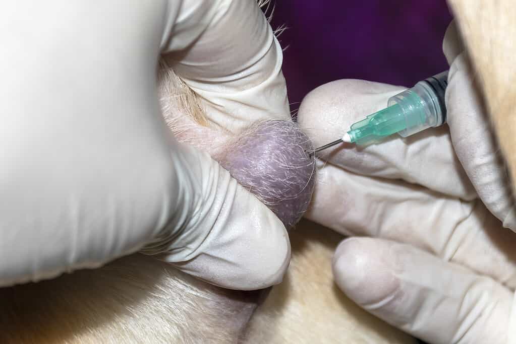 A veterinarian taking a biopsy of a tumor