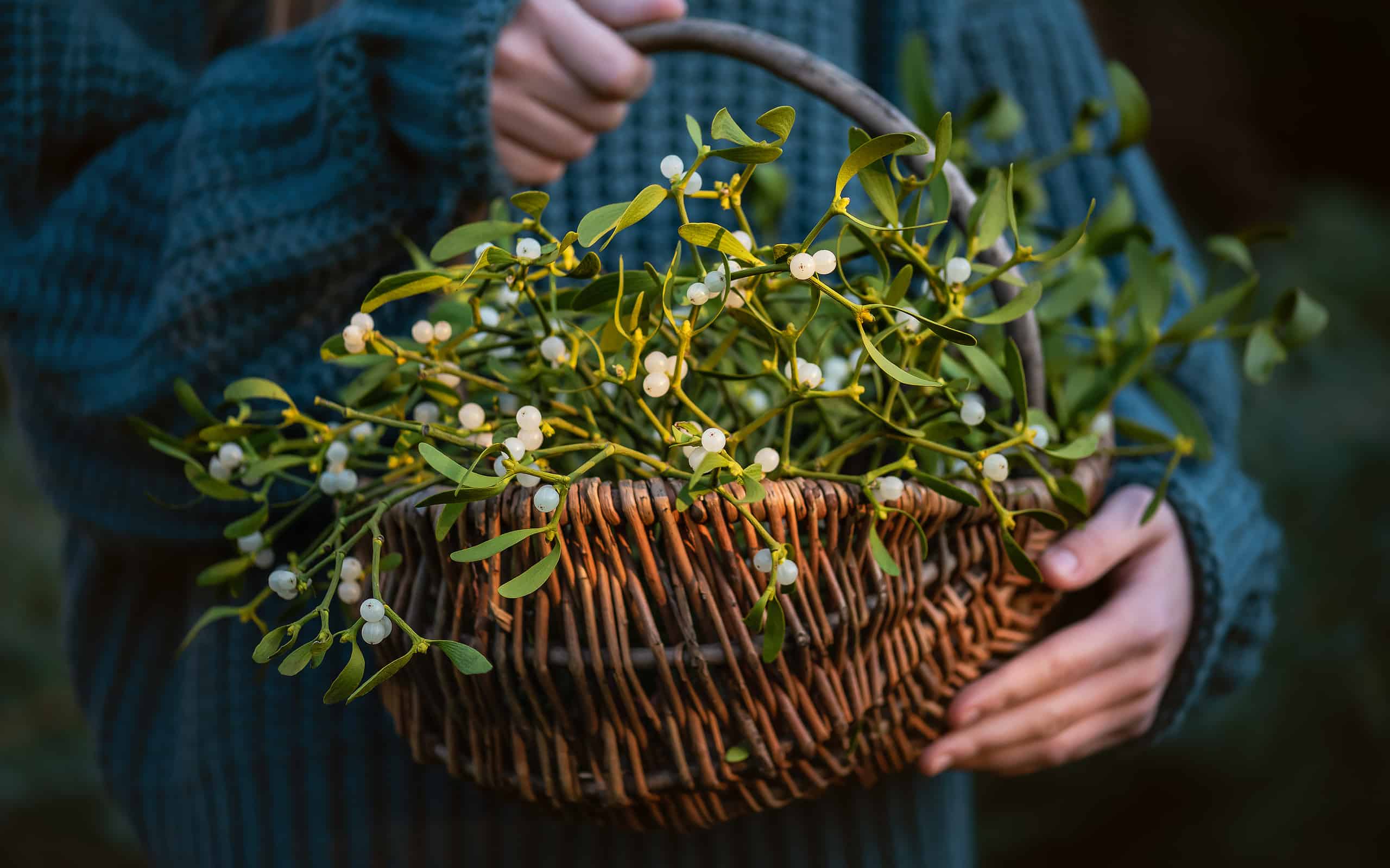 Young girl holding a wicker basket with mistletoe branches with green leaves and white berries.