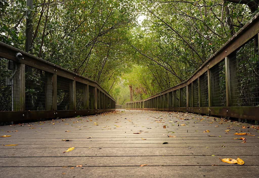 Riverwalk Boardwalk at Veterans Park, Port St Lucie