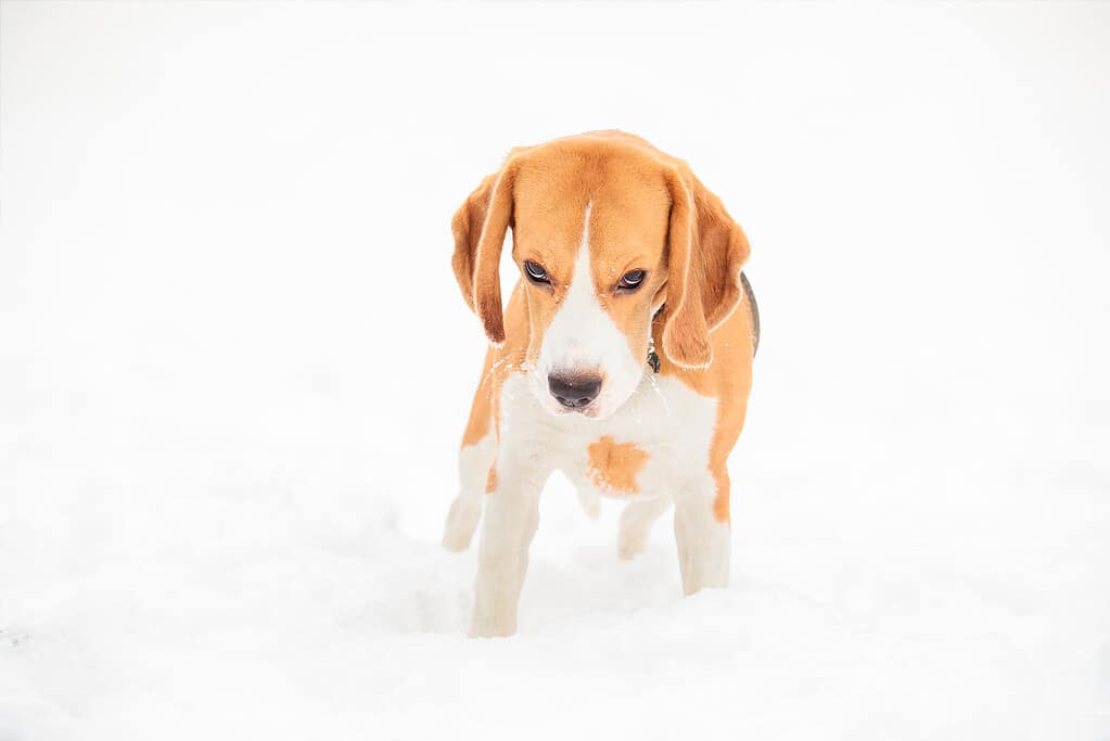 English beagle puppy for a walk on a winter day