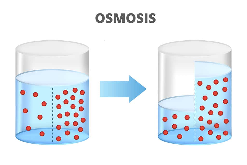 Osmosis, reverse osmosis, solvent and semipermeable membrane with molecules.