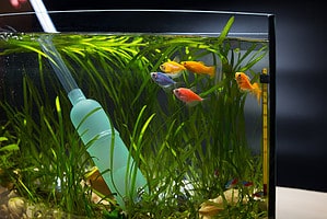 10 Steps To Easily Clean An Aquarium with Sand or Gravel Picture
