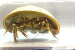 Horseshoe crab