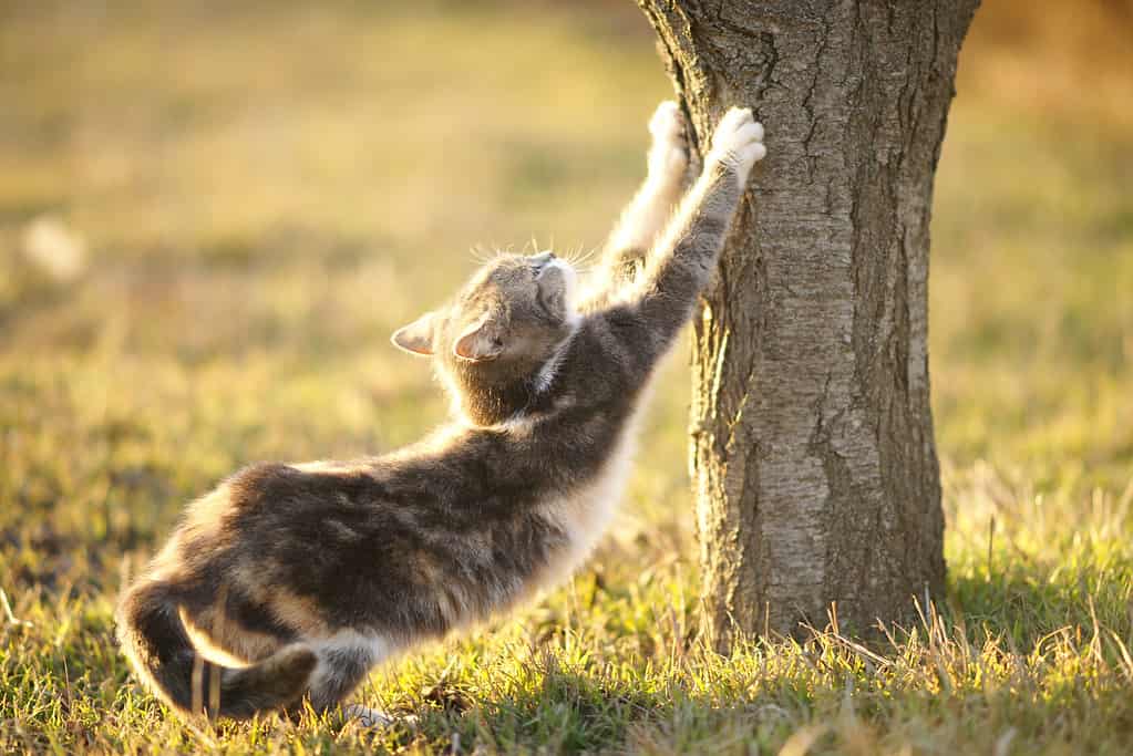 Lovely ashy spotted cat sharpens its claws on a tree trunk in the garden.