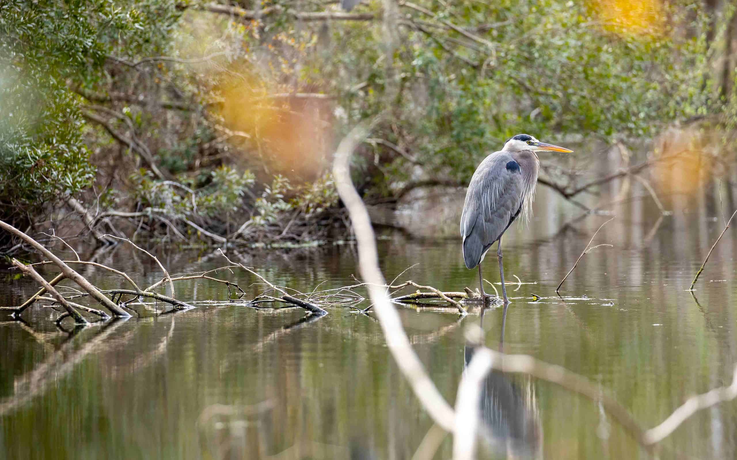 Great Blue Heron Perched on Floating Branches