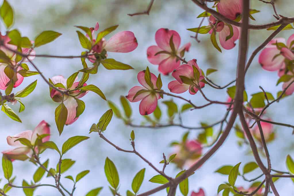 Pattern of flowers, branches and leaves of pink flowering dogwood in blossom