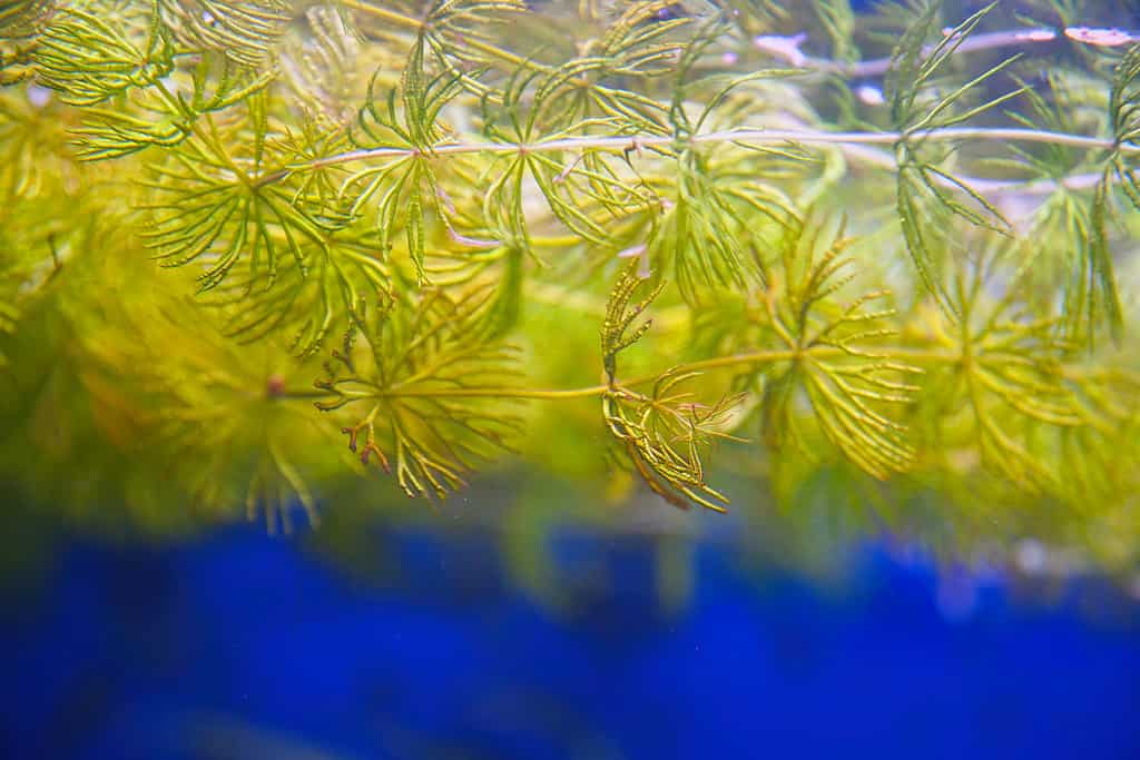 Aquatic plant, the hornwort, in aquarium. Ceratophyllum demersum. Selective Focus