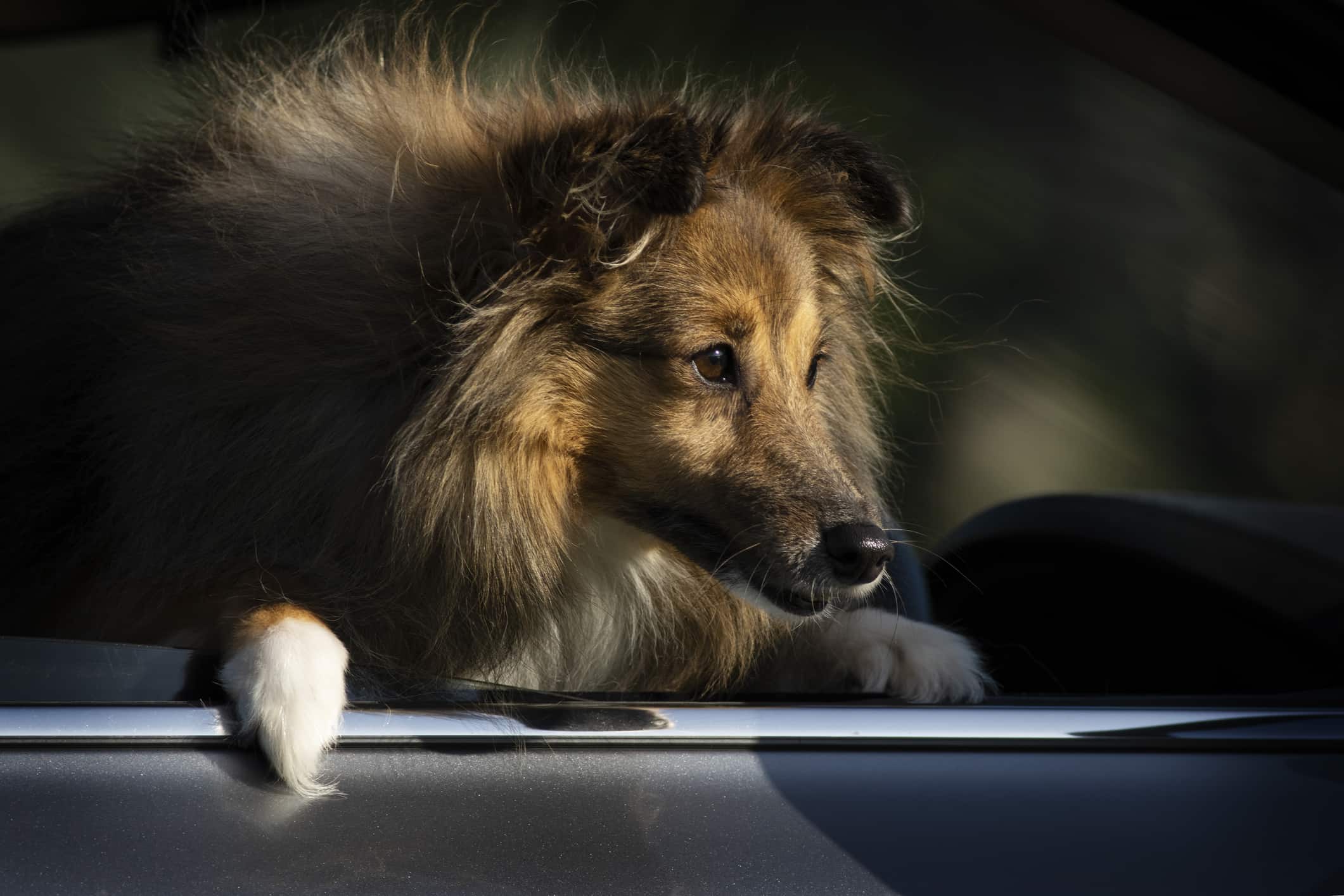 Shetland Sheepdog Looks out of the Car Window. Travel Concept