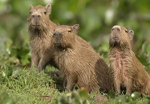 Baby Capybara: 10 Cute Pictures and 10 Amazing Facts Picture