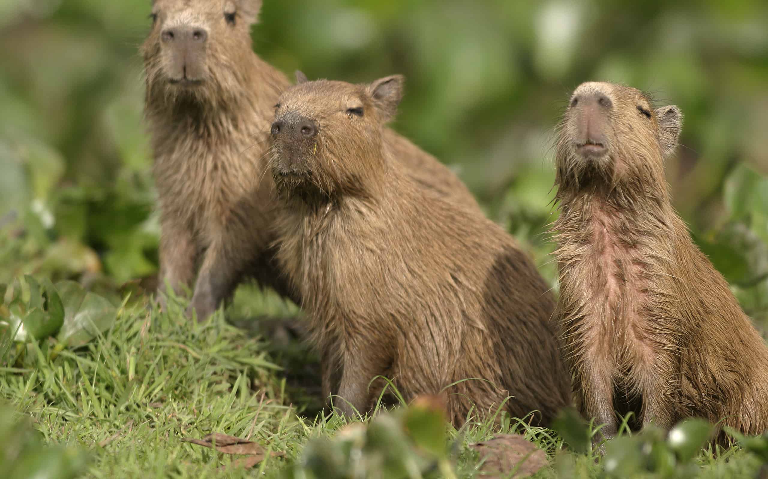 Capybara Fact Sheet, Blog, Nature