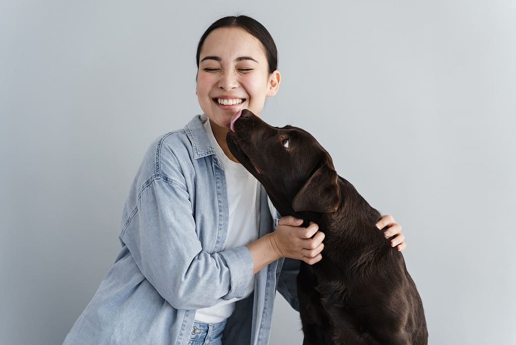 Happy girl plays with dog on gray background. Dog licks cheeck of happy woman. Lady in great mood with domestic pet.
