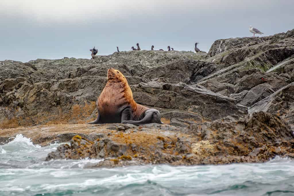 Steller Sea lion on a rock in Tofino, Vancouver island, British Columbia, Canada