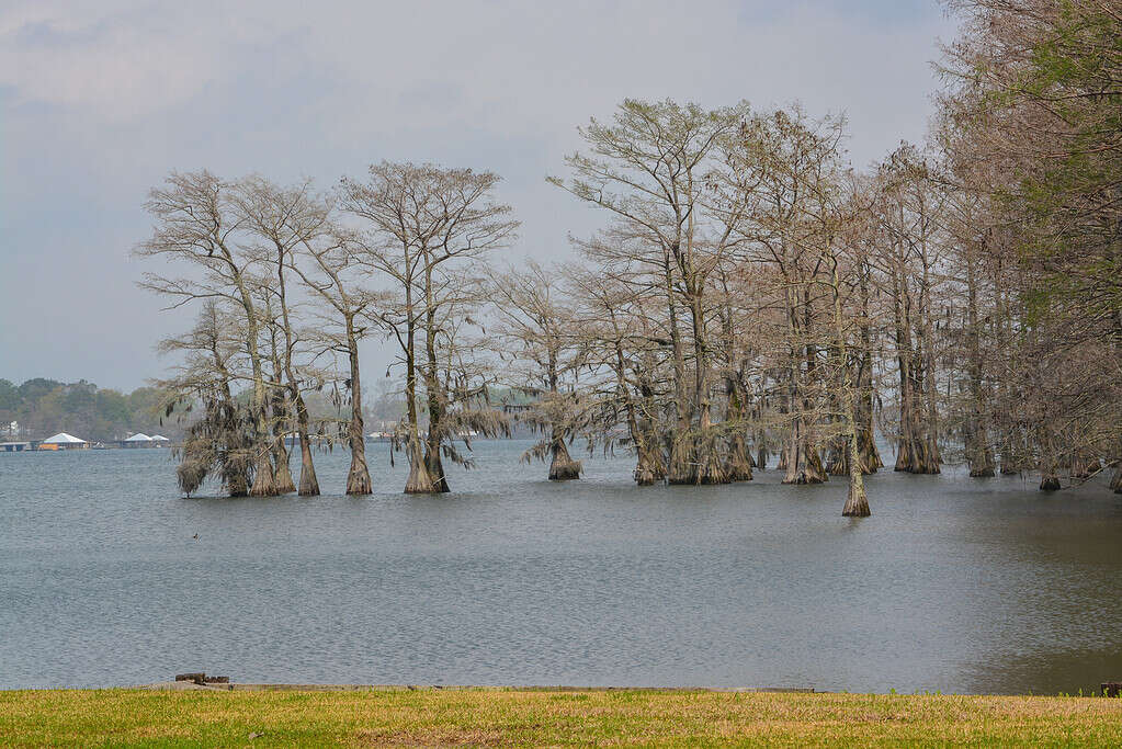 Moss draped Cypress trees in Lake Bruin on the Mississippi River at St Joseph, Tensas Parish, Louisiana