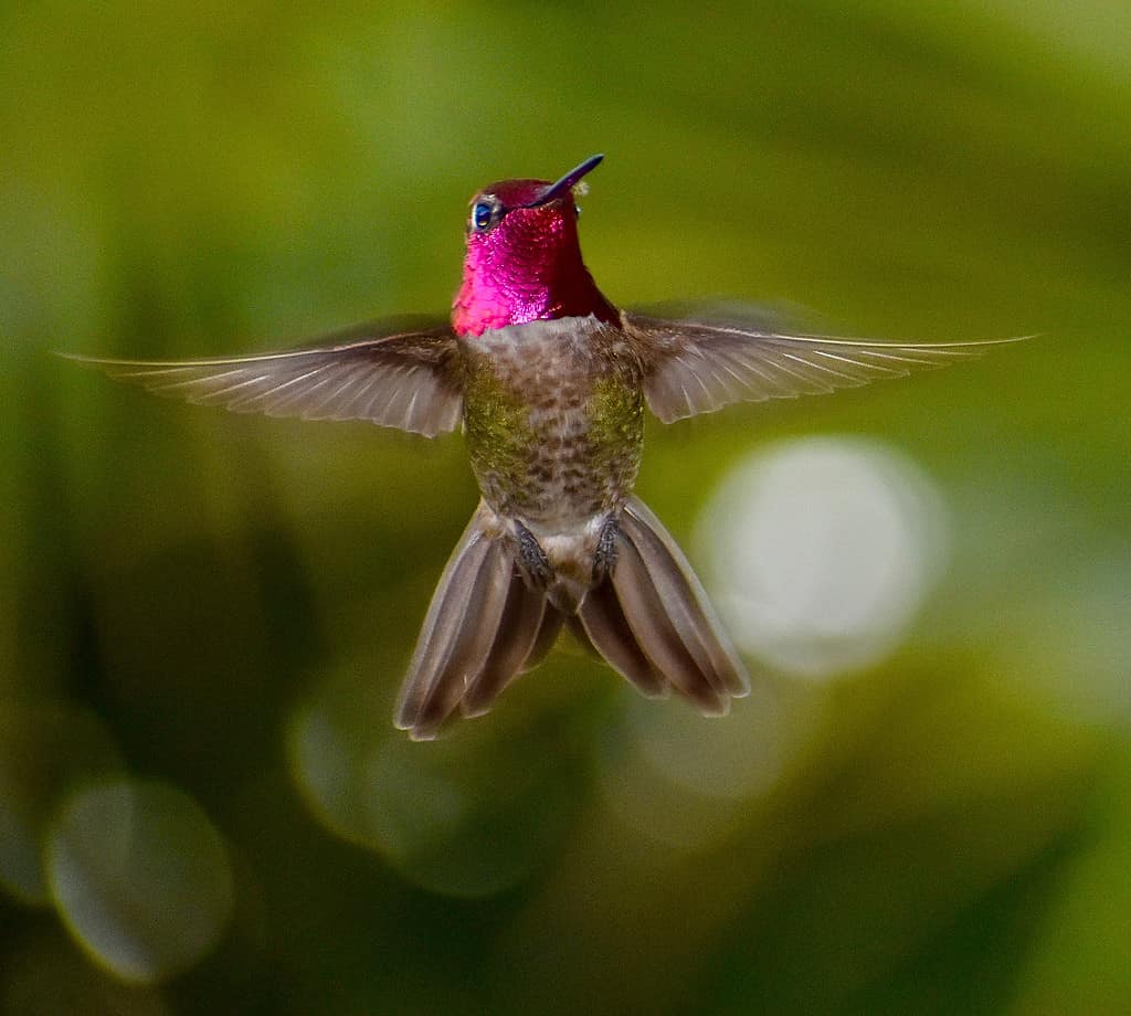 Exquisite stunning colorful male Anna’s hummingbird with bright iridescent pink magenta head wings out hovering