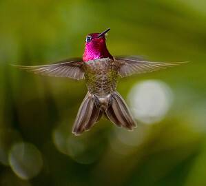 Gold Feathered Hummingbird Recently Discovered Is Even More Rare Then Previous Thought Picture