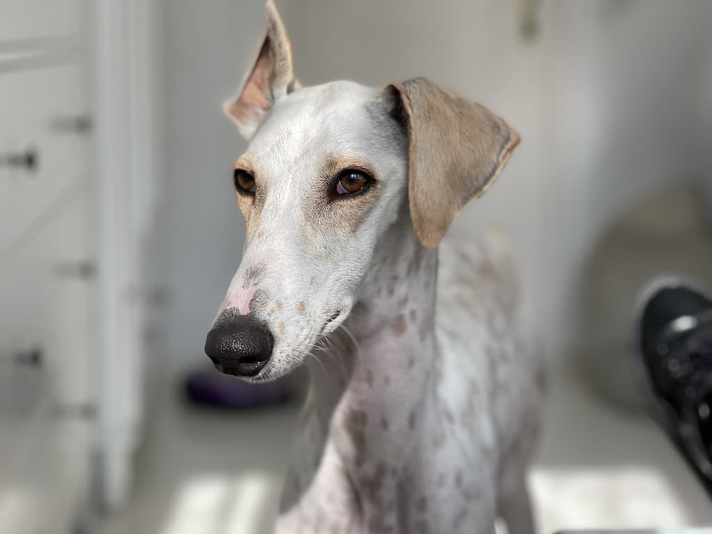 Italian greyhound with ticking