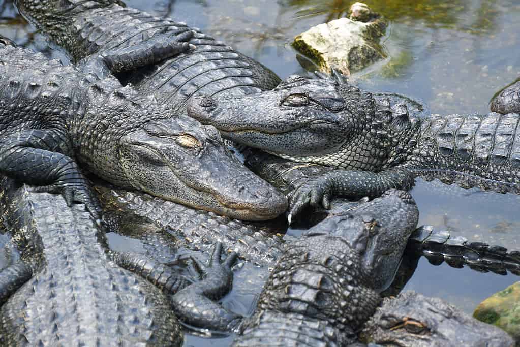 How Many Alligators Live in Florida's Sawgrass Lake? - AZ Animals