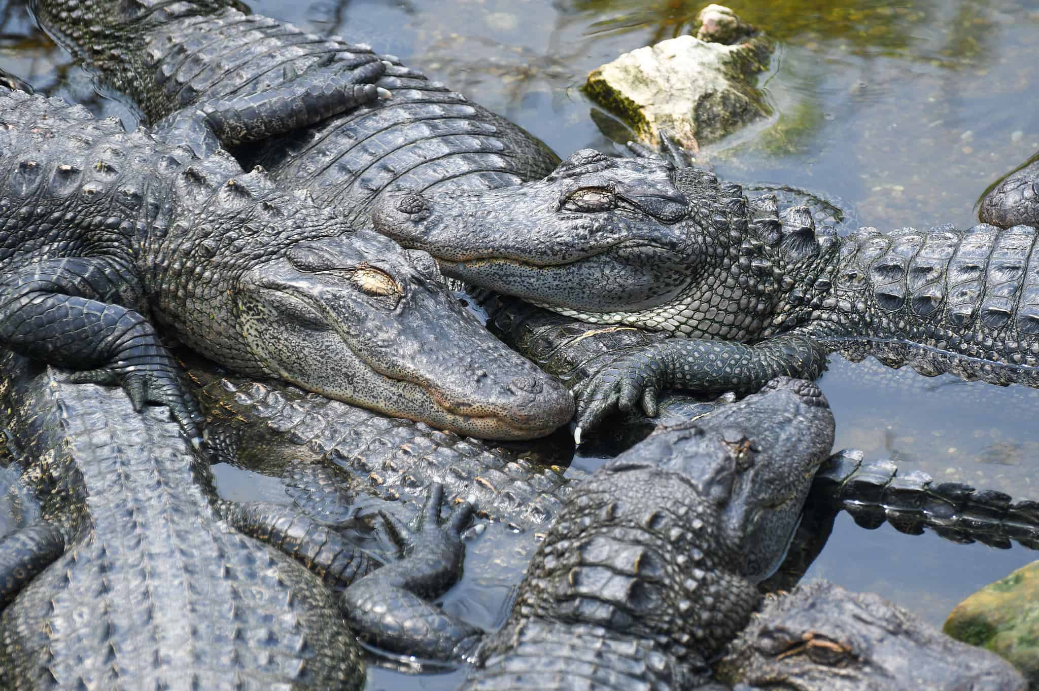 Discover Why One River Is Infested With Alligators A