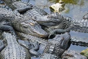 Discover The 4 Largest Alligators Ever Found in the United States Picture