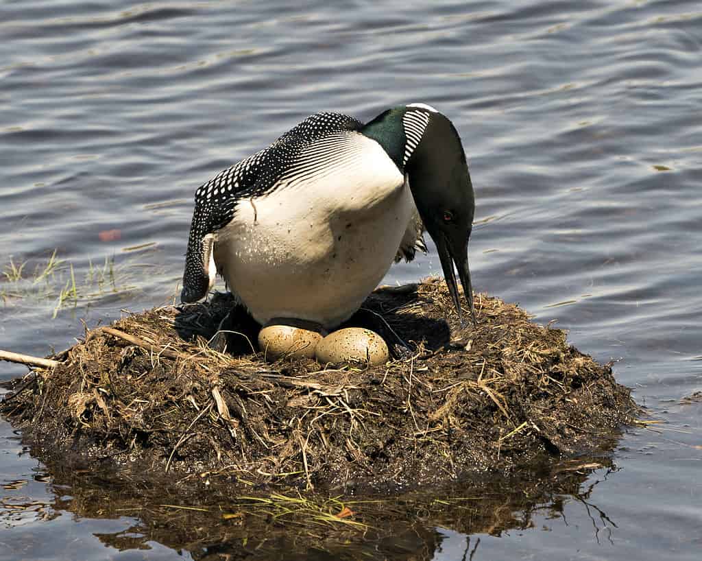Loon nesting and looking at eggs on its nest with marsh grasses, mud and water by the lake shore in its environment and habitat. Image. Picture. Portrait. Photo.