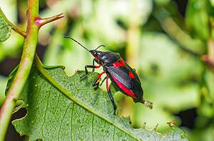 Why Do Stink Bugs Even Exist? Discover Their Purpose in the Environment photo