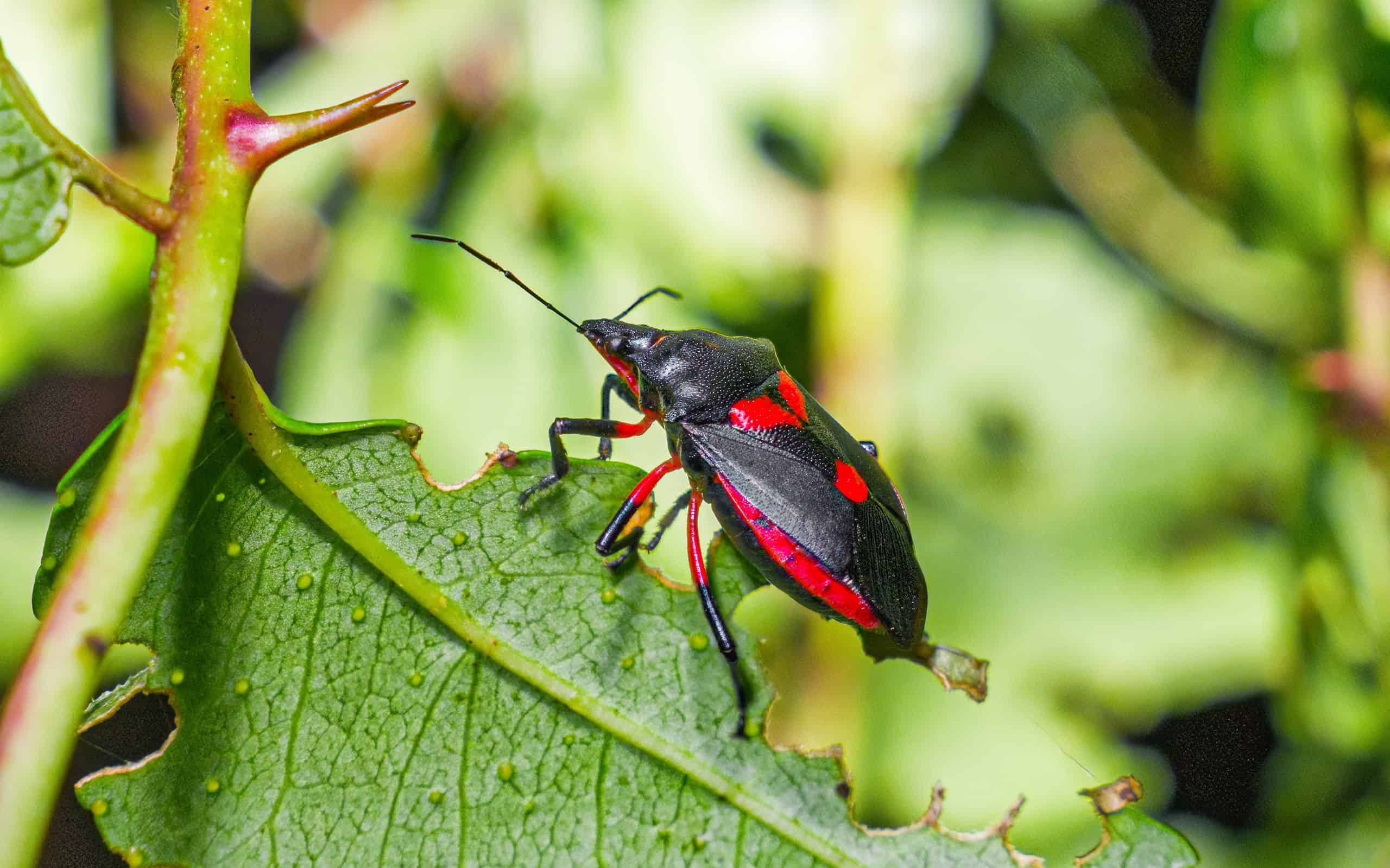 Florida Predatory Stink Bug - Euthyrhunchus floridanus aka Halloween Bug on Hercules club leaf - bright red and black face pattern on black back of body -