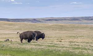 Woman Running From Bison Accidentally Trips and Has to Play Dead To Safe Her Life Picture