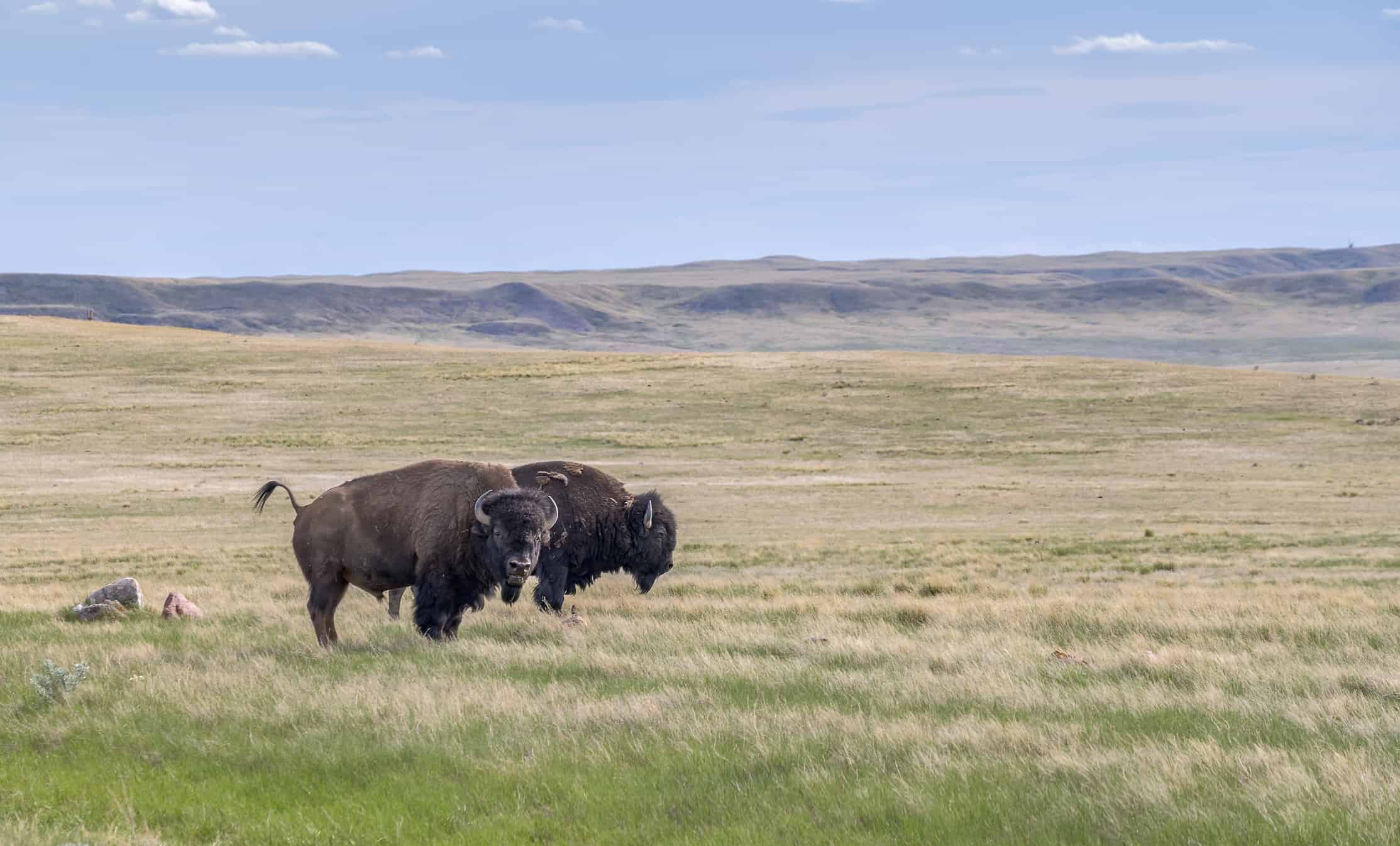 Two Bison on the Plains near Val Marie