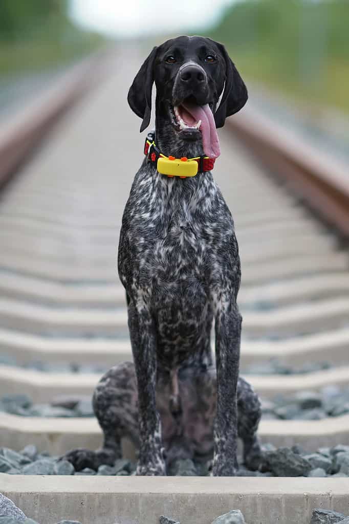 Funny young black and white Greyster dog posing outdoors wearing a red collar with a yellow GPS tracker on it sitting on stones near a railway in summer