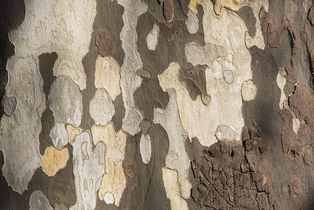 Texture of American Sycamore Tree Platanus occidentalis, Plane-tree bark in Sochi