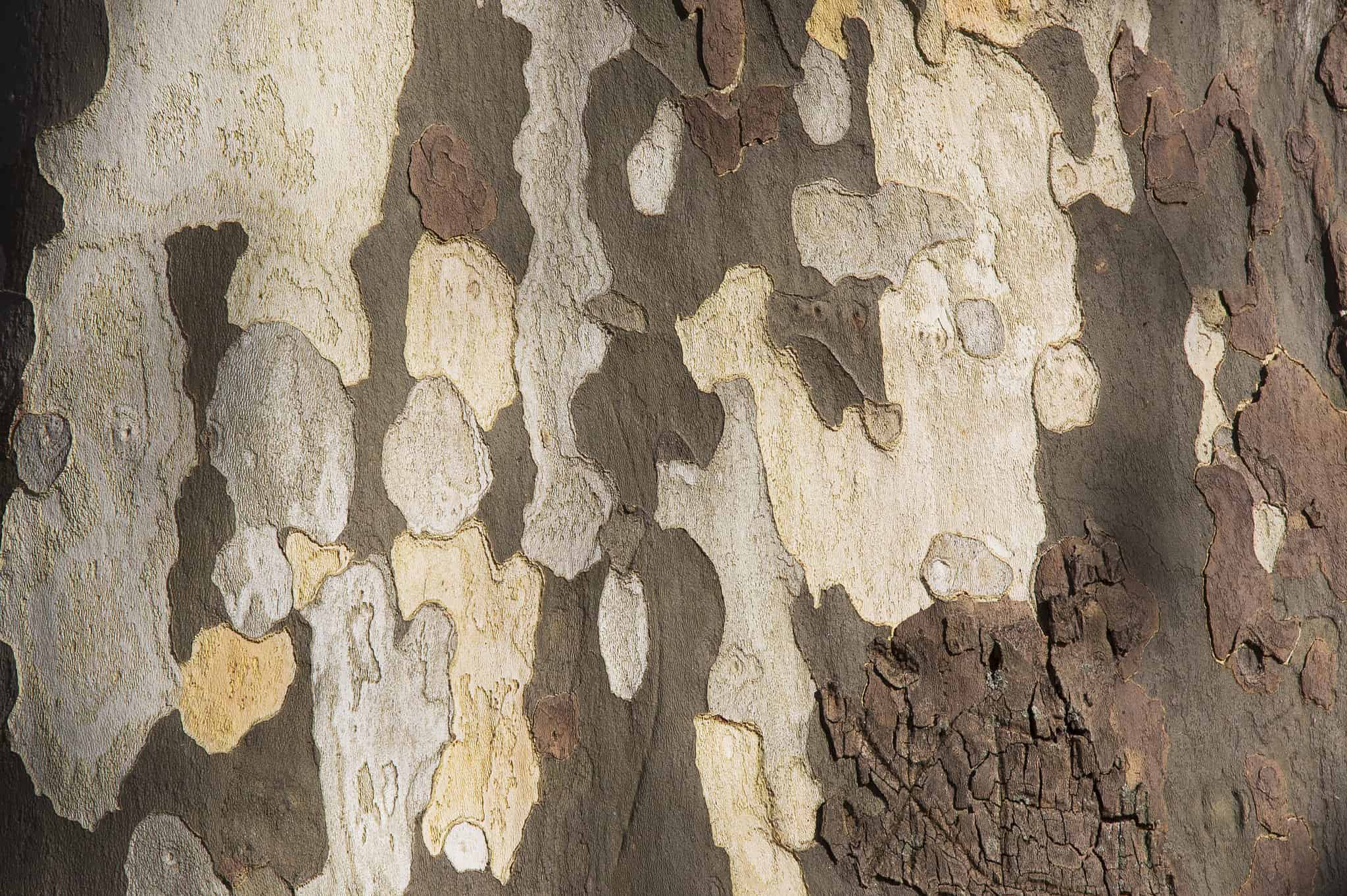 London Plane vs. American Sycamore Tree: 15 Differences Between These ...