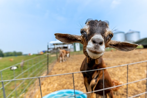 A goat within a petting zoo leans toward the camera.  Shot with a wide angle lens and