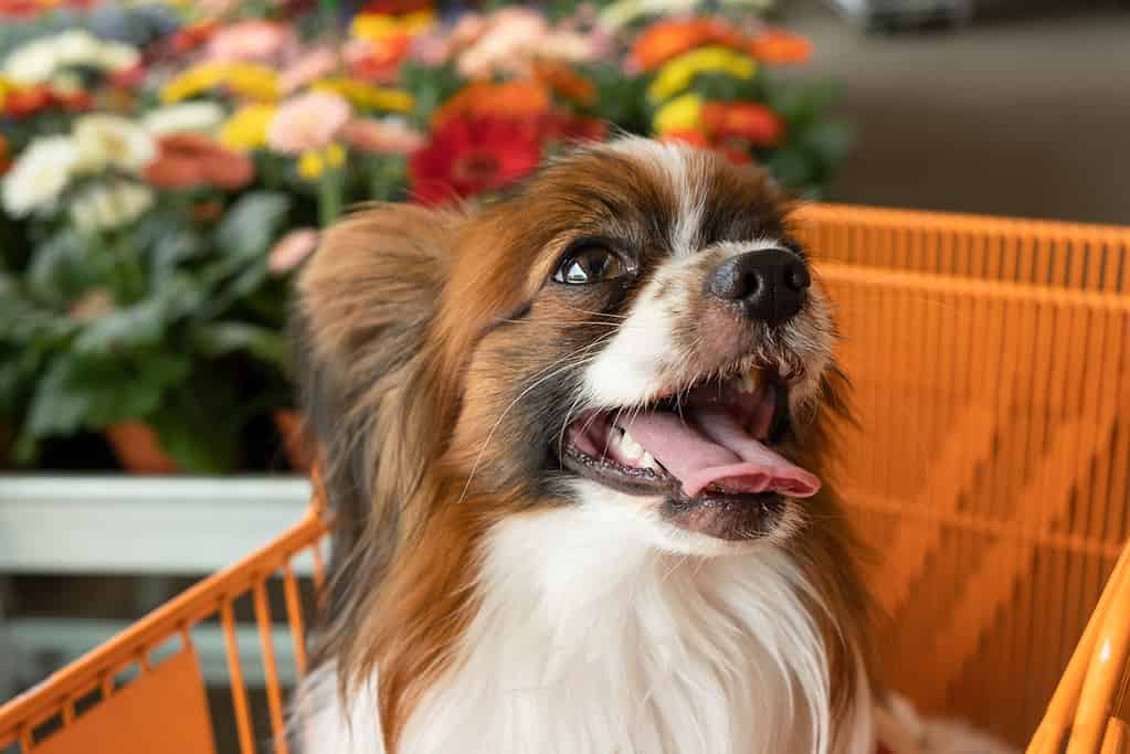 a purebred Happy Dog Papillon  sitting in a shopping cart on blurred flower store in the background. selective focus