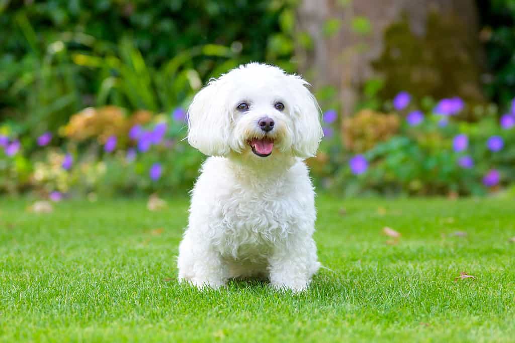Cute little fluffy white Havanese dog in a lush green garden
