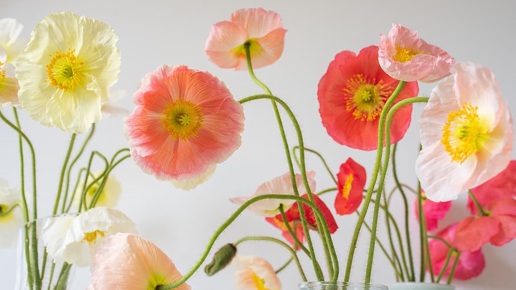 Nature background with yellow, pink, coral and red poppies