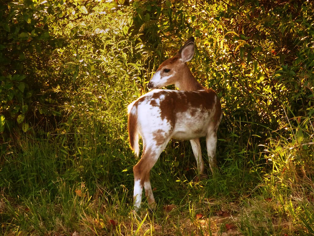 Piebald (calico) Deer