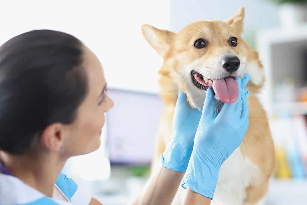 Veterinarian doctor conducts physical examination of dog oral cavity closeup