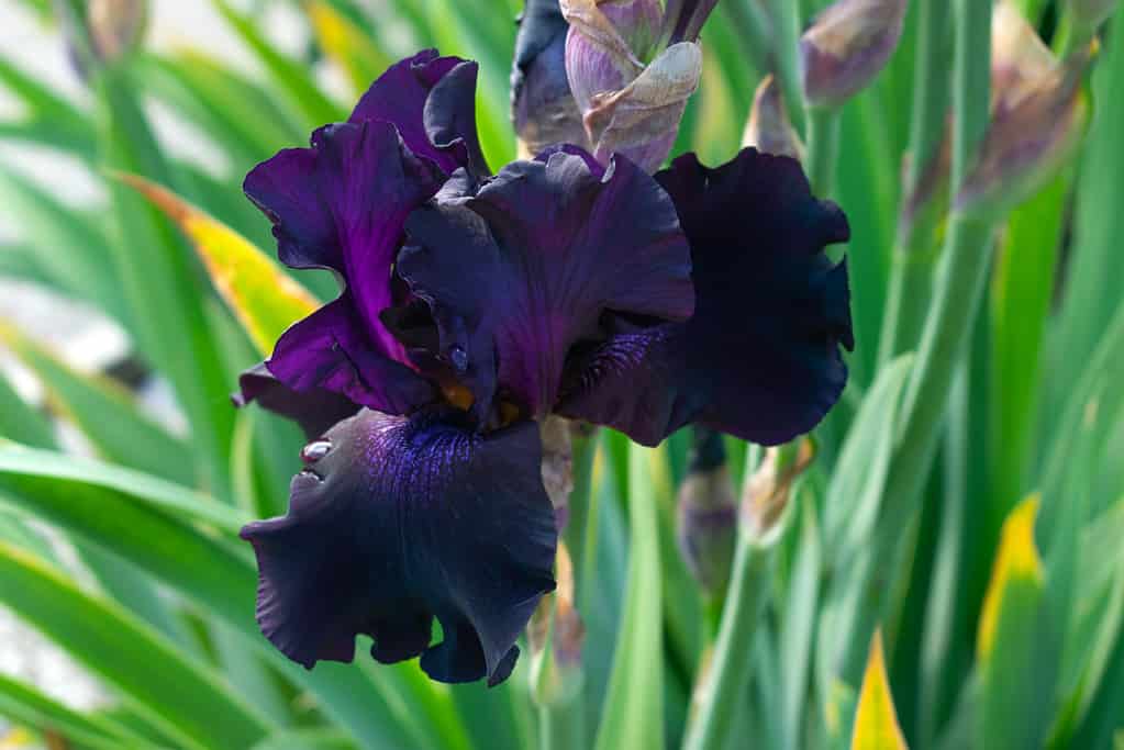 Black blooming Iris