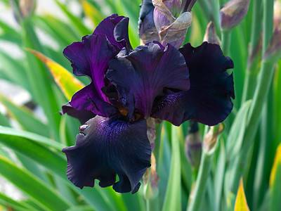 A Discover 10 Different Colors Of Iris Flowers to Liven Up Your Yard