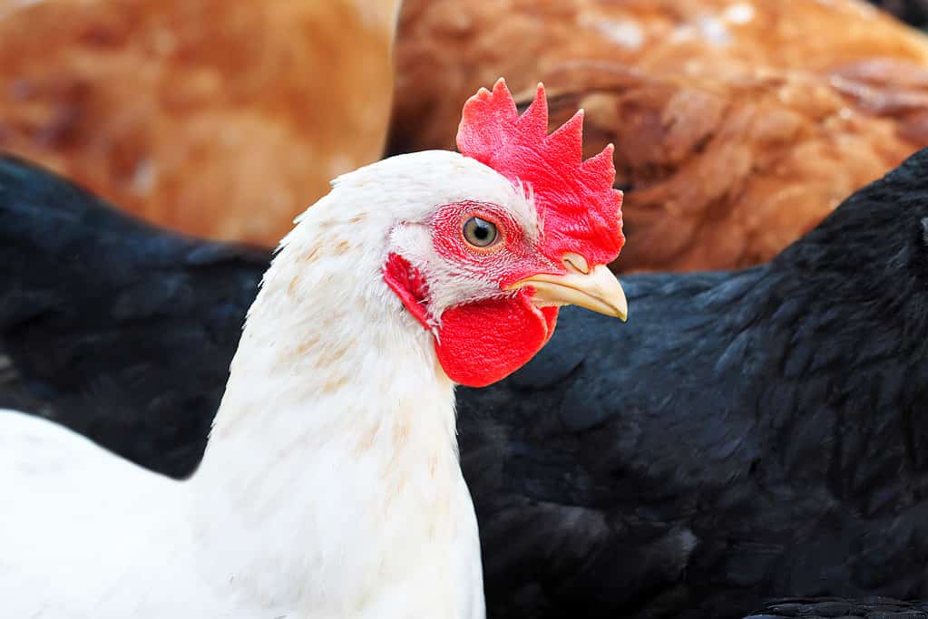 Barnyard, beautiful white Leghorn chicken, hen