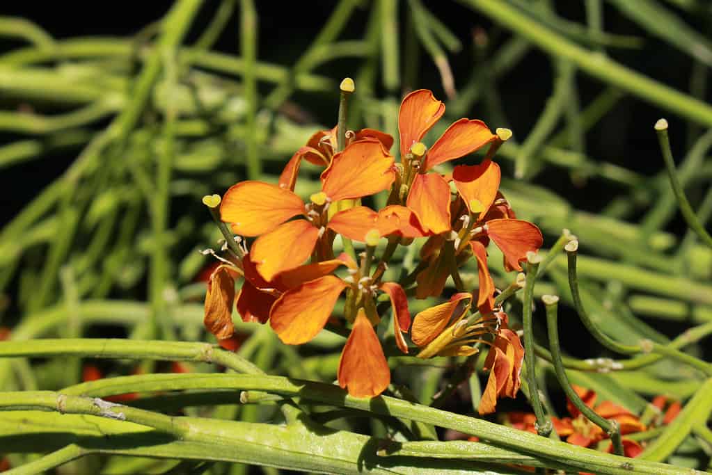 Sanddune Wallflower - Erysimum Capitatum