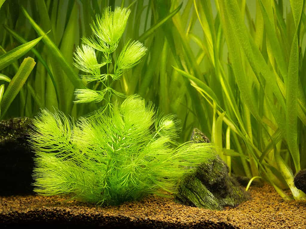 Hornwort plant (Ceratophyllum demersum) on a fish tank with blurred background