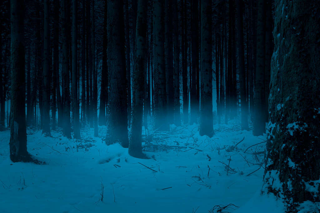 Snow covered dark forest with fog in winter.