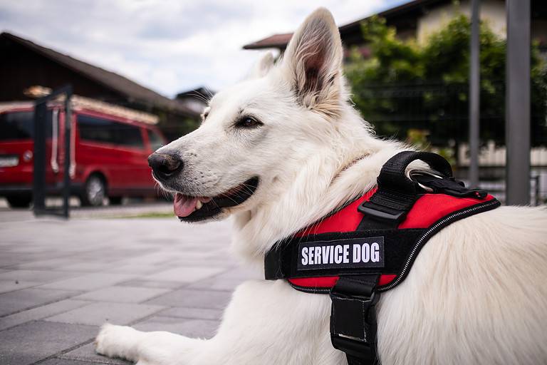 Man with disability and service dog