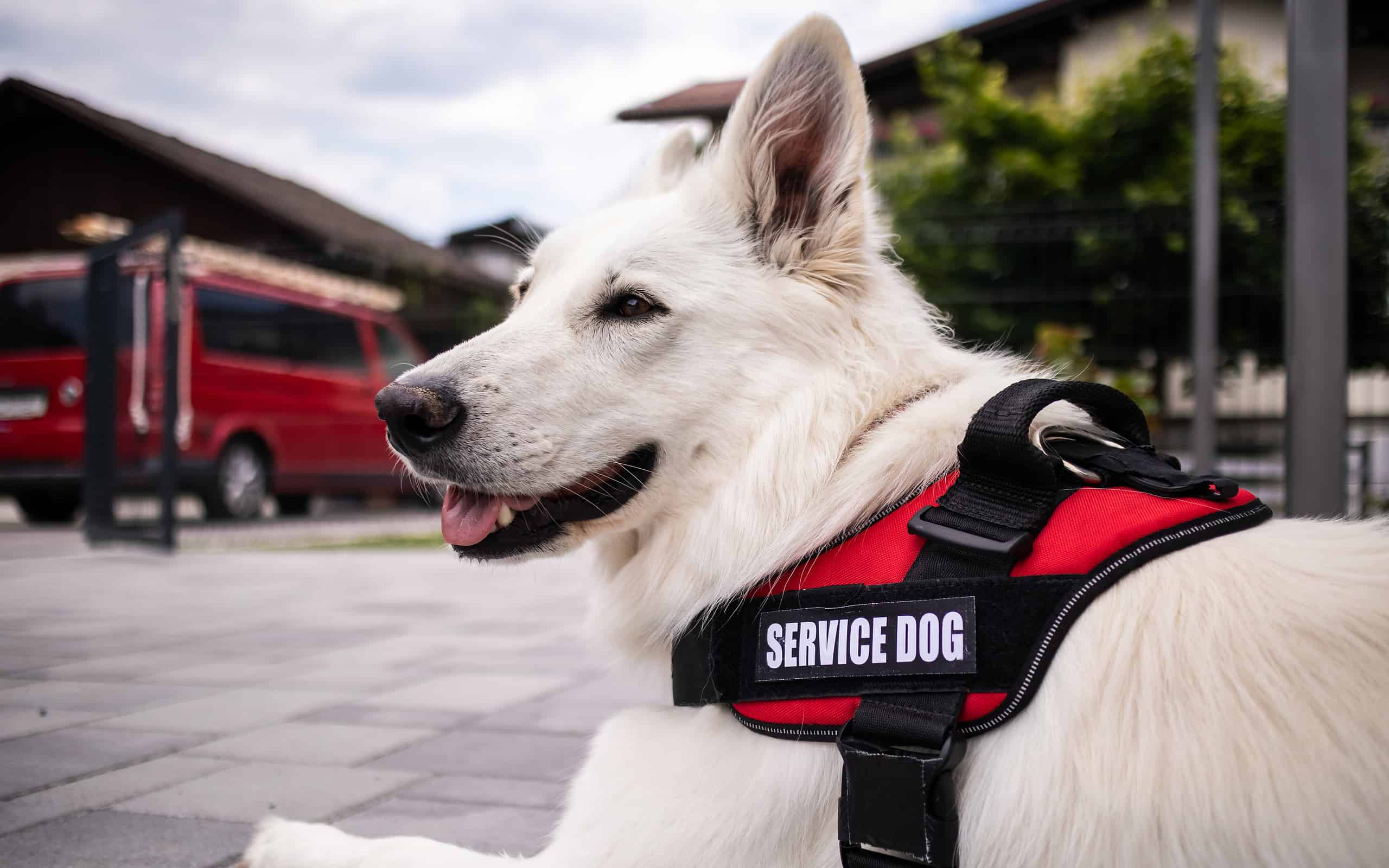 Man with disability and service dog